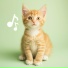 Cat Music Dreams, Cat Music Zone, RelaxMyCat