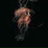 Cyance