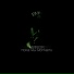 G-Ponik Prod.