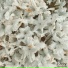 bloomtales