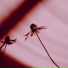 Taoufik Yatabaslam, Alina Slowed, Alina Music