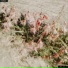 beliche