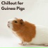 The Guinea Pig Gurus