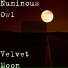 Numinous Owl
