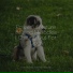 Calming Music for Dogs, Dog Music, Dog Music Club