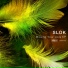 SLOK