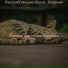 Музыка для кошек Классика