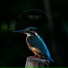 ASMR Bird Sounds