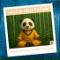 Medi Panda