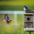 Sounds Of Birds & Forest