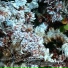 Del Sphagnum