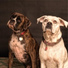 Music for Pets Library, Music For Dogs, Relaxmydog