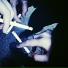witsboy