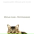 выдающийся Музыка для кошек