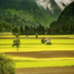 Nature Sounds Natural