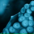 Shob
