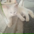 Raymie