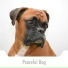 Dog Chill Out Music