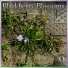 Blackberry Blossoms