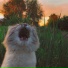 HXRI!ZON, nleave