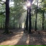 Walking through the Forest