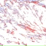 MARIMBONDO