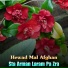 Hewad Mal Afghan
