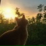 sunw