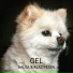 Dalga, Alaz Pesen