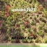 Ambient Aura