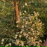 FloraBLYAT?
