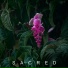 Hibisc