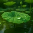 Calm Light