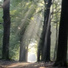 Walking through the Forest