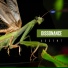 Dissonance feat. Kurt Larson