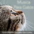 RelaxMyCat