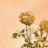 tender spring, Refeeld, jinhee