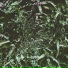 Clearlight