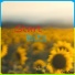 Phantom (sound) - Album Realety Sound 04