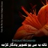Shujaat Helmandi