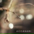 Accasari