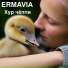 ERMAVIA