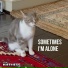 cat tik tok