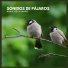 Sonido Del Bosque y Naturaleza