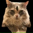 HevyDetH