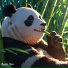 Bamboo Tapes