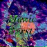 Boaconic