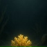 Velune, Deep Sleep Music Experience