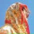 Orphia