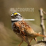 Slicequen